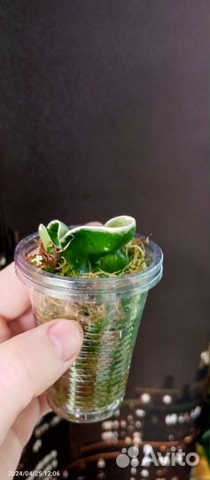 Хойя компакта регалис