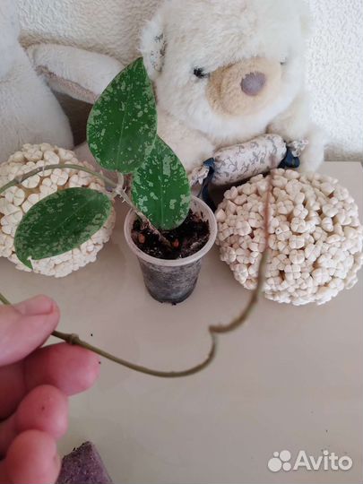 Хойи в ассортименте