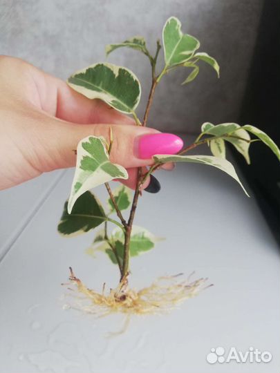 Фикус бенджамина