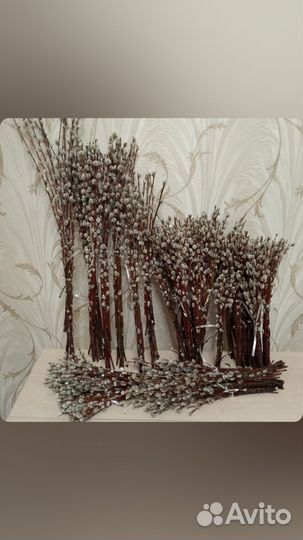 Верба оптом