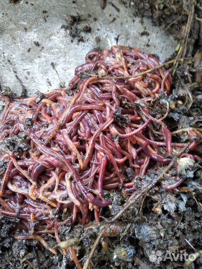 Черви для рыбалки