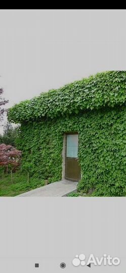 Семена винограда вичи