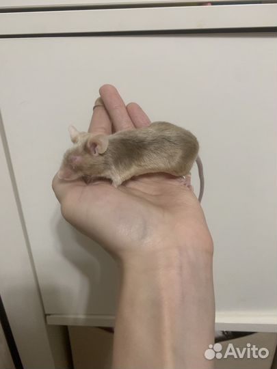 Мышь сатиновая