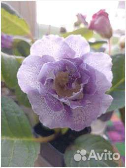 Комнатные растения цветы