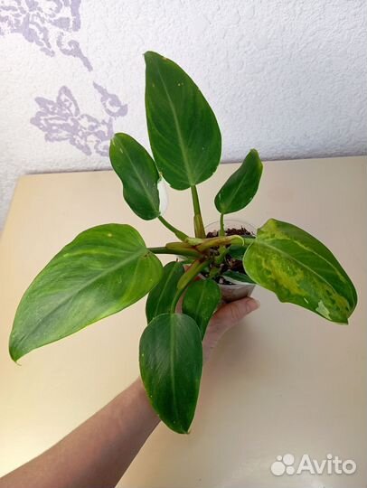 Филодендрон белая принцесса