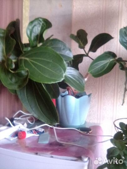 Продам цветы комнатные