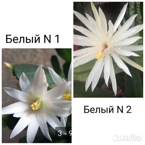 Редкие сорта Рипсалидопсис (пасхальник)