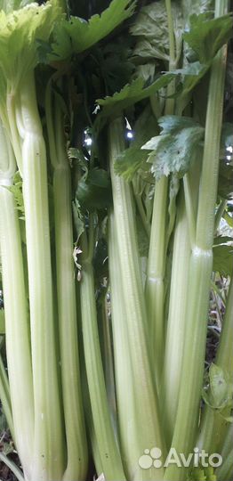 Черенковый Сельдерей