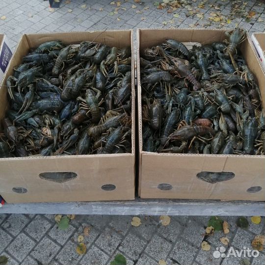 Раки к пенному