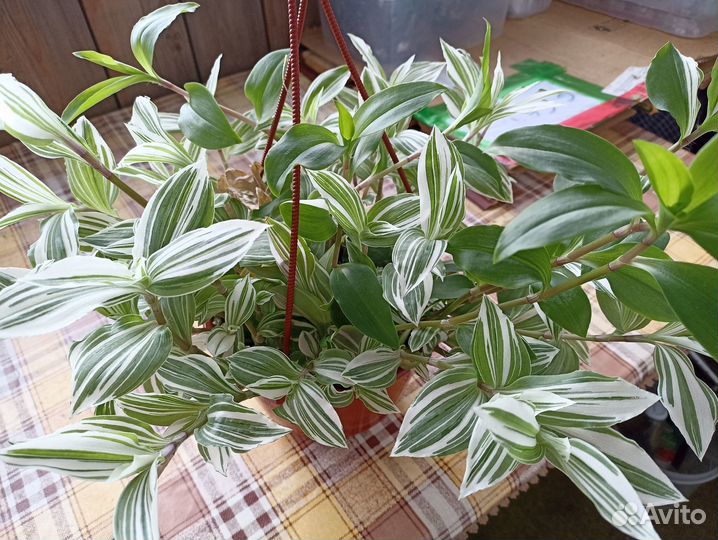 Традесканция розовая в подвесном горшке