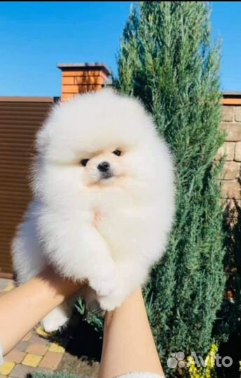 Настоящие Мишки