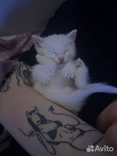 Котенок мальчик белый