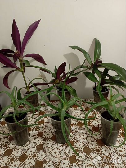 Традесканция рэо и алоэ