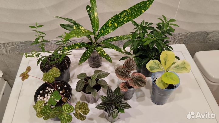 Пеперомия,мирт, шеффлера,фикус,кротон, кислица