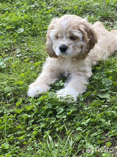 Кокер спаниель