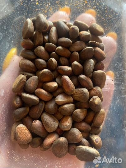 Кедровый стланик семена