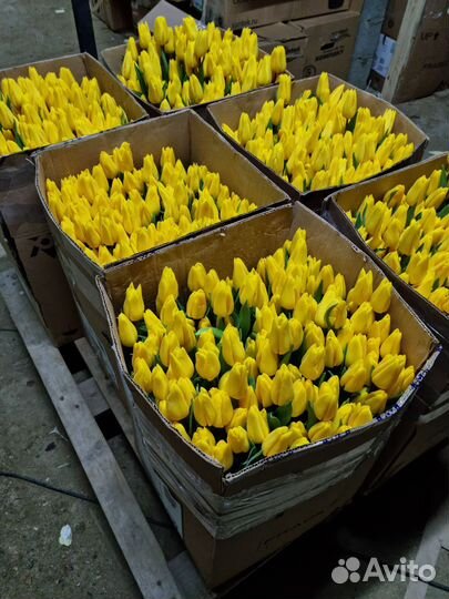 Тюльпаны оптом