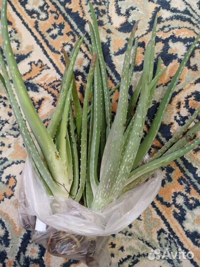 Алоэ вера лечебный