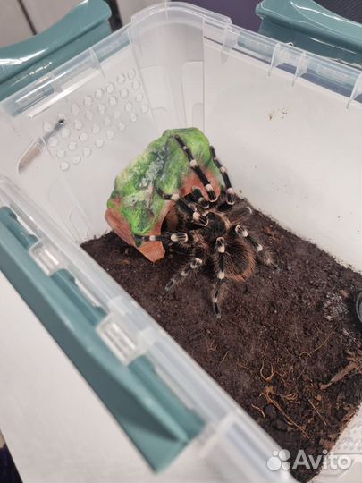 Паук птицеед Acanthoscurria geniculata