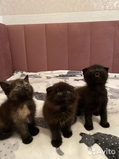 Вислоухие котята в добрые руки