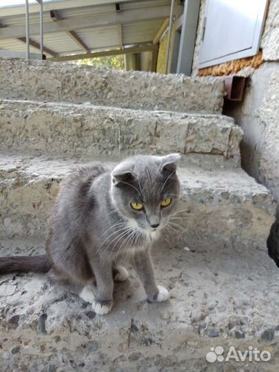 Пристроить котенка