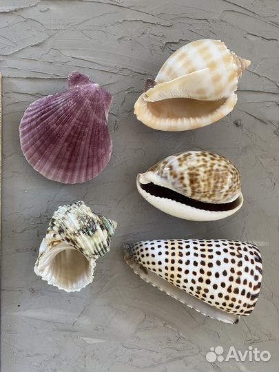 Набор морских ракушек