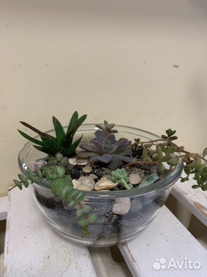 Мини садик из суккулентов