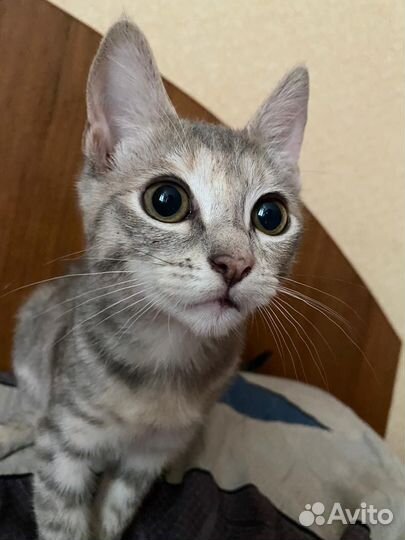 Отдам в добрые руки