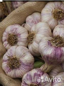 Чеснок озимый