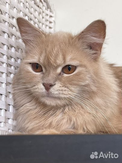 Котик персикового окраса 10 мес.Идеальный