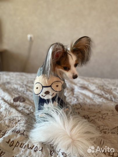 Свитер для собаки