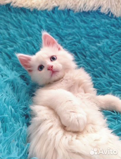 Коты Мейн-кун