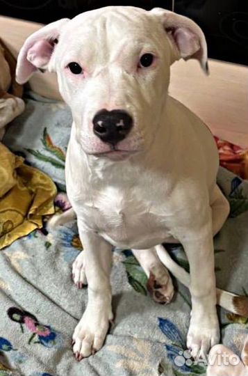 Щенки амстаффа