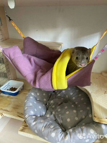 Домашние хорьки.норки.соболь