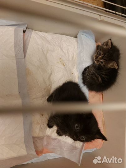 Черно-белый котенок мальчик в щедрые руки