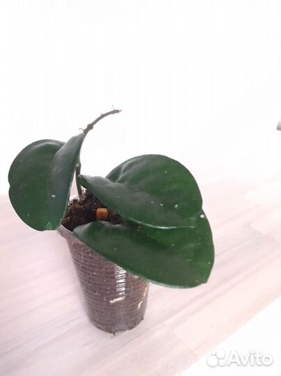 Хойя ригида, тсанги, ребекка