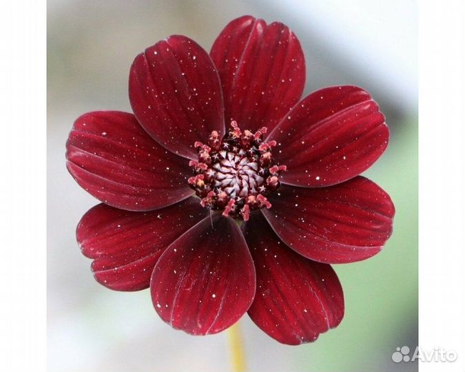 Космея кроваво-красная