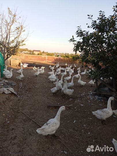 Продам гусей порода.Линда
