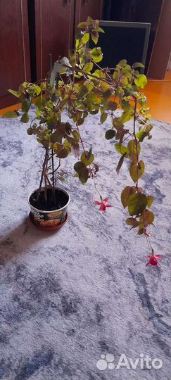 Ампельная Фуксия