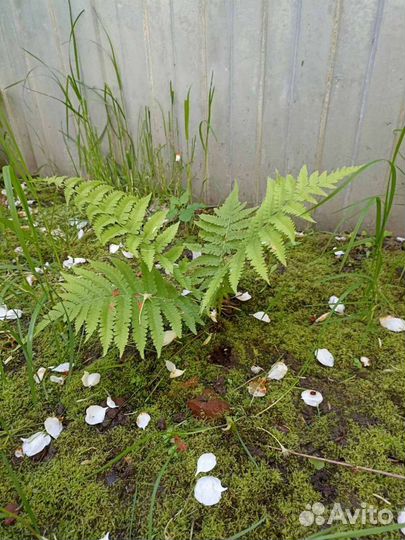 Папоротник