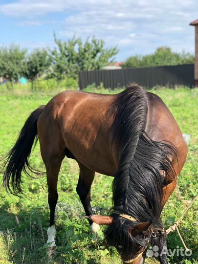 Англо-Арабский жеребец