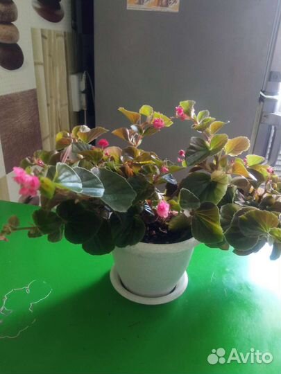 Бегония вечноцветущая махровая