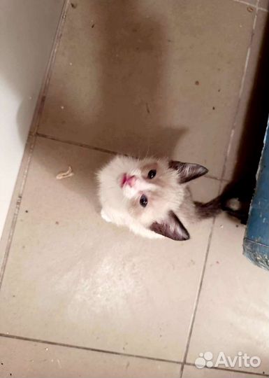 Малыши ласковые в добрые руки