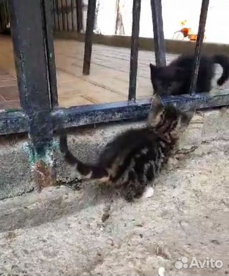Котенок девочка окрас бурундучок