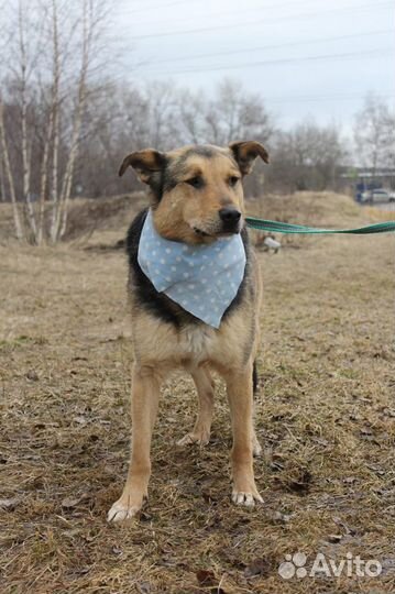 Милый пёс ищет маму