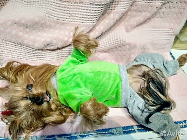 Костюм Шлейка Поводок Дождевик Рюкзак