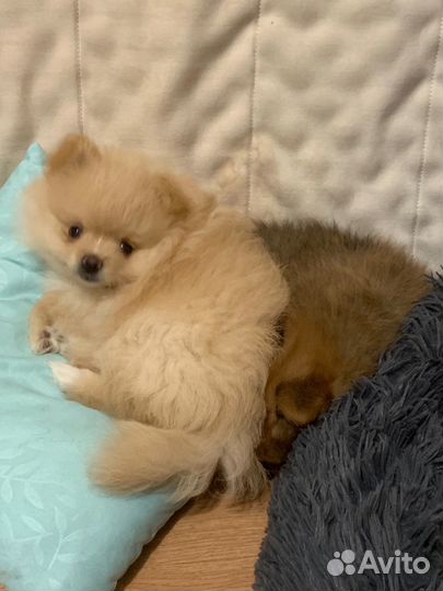 Щенок шпиц девочка с документами скор