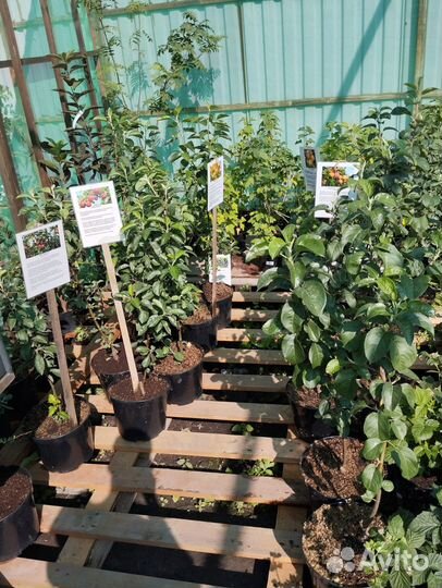 Саженцы яблони