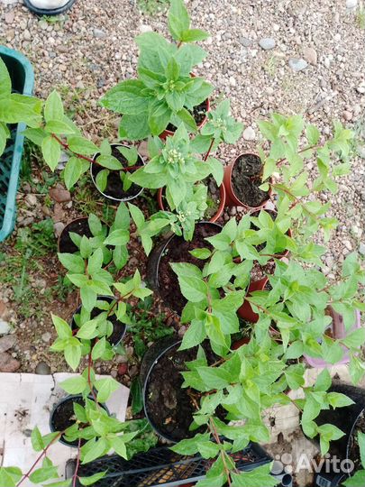 Гортензии метельчатые