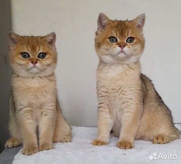 Золотые котята. Питомник